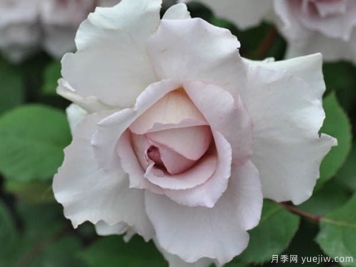 大地天使亚列尔月季的优缺点是什么？