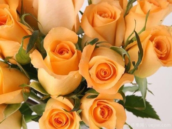 假日公主月季的优缺点是什么？