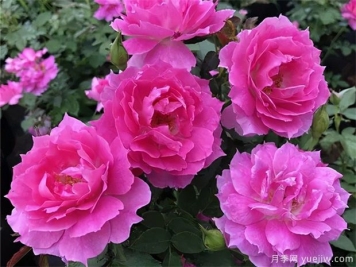 推荐10种精致好看的月季花品种