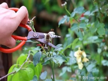 100万花友强力推荐月季修剪指南分享