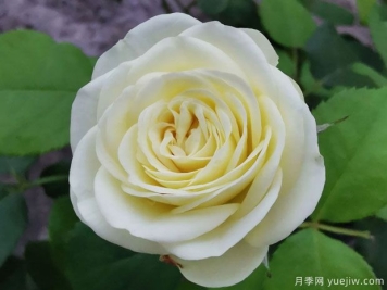 奶绿色的奶油龙沙，像一颗颗奶油蛋糕