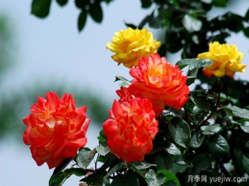 地被月季长势不好的原因是什么？