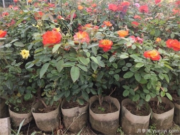 盆栽月季的盆栽养护知识，一起来看看吧
