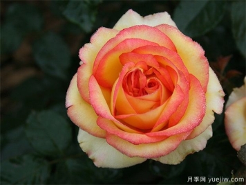 超级月季品种有哪些？