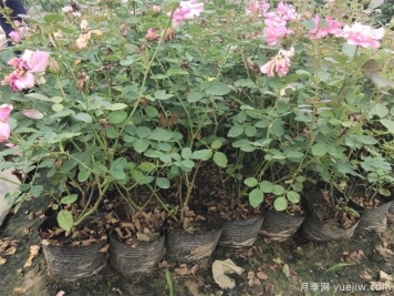 盆栽月季如何安全越冬？