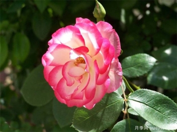 古诗词物鉴分享：花卉篇