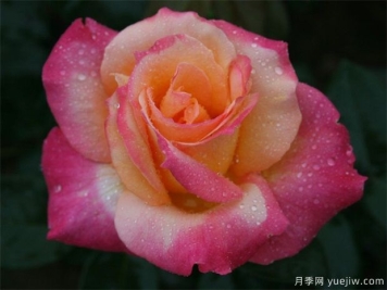 夏季月季养护注意3点，月季枝繁叶茂