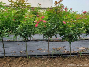 冬天1月月季管理养护该如何做