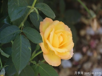 月季修剪有舍才有得，月季该如何修剪