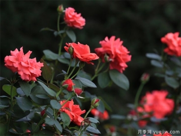 月季花茶的功效与作用