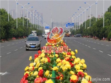 城市内建设“月季大道”竟这么流行！