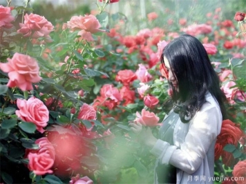 月季花怎么修剪才能越开越多