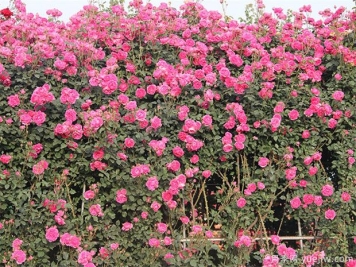 露地栽培月季的防寒越冬