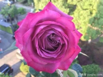 冬季月季花开花了后该怎么施肥