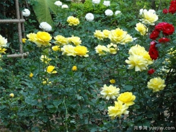 多雨季节绿化苗木农药使用指南