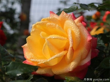 如何选择适合自已的月季品种？