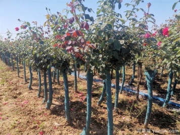 树状月季养护的注意事项