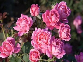 绝代佳人月季是宝藏月季品种，抗病好低维护多季赏花