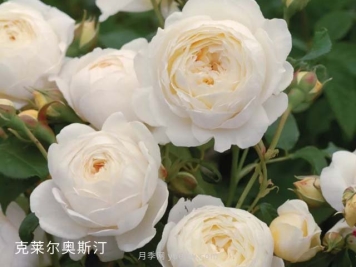 克莱尔奥斯汀月季养殖要点