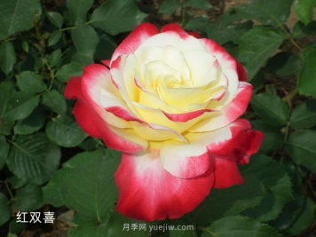 室内观赏花卉的选择