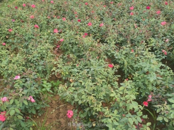 南阳某月季基地的盆栽月季和造型月季价格表