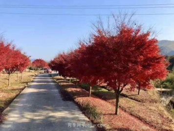 鸡爪槭苗木的栽培养护要点