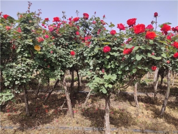 园林绿化常见问题总结，值得收藏