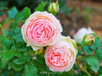 月季花如何安全度过炎热的夏天