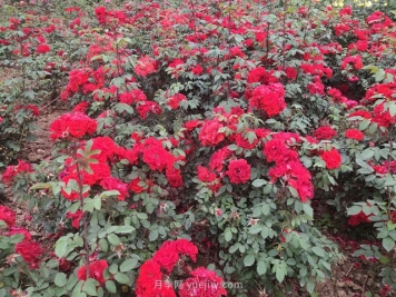 最难不过伏天，苗木安全度夏最全攻略！