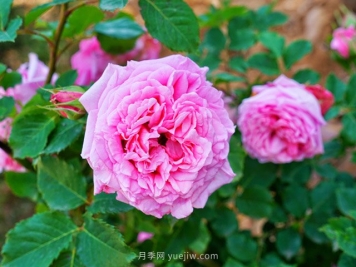 全年12个月的园林完全手册，月季苗木种植养护百事通