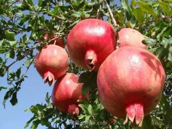 南阳淅川：南水北调发源地 山清水秀致富路