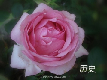 历史月季/麦迪逊月季