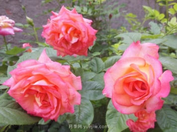 月季花黄叶的原因和解决方法