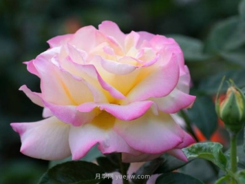 秋天月季的养护