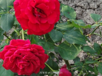 香魔84月季的优缺点是什么？