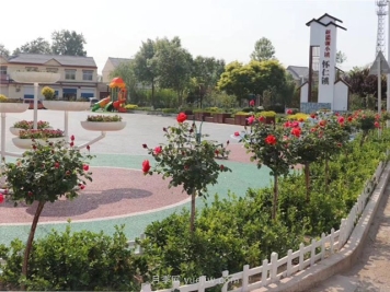 月季绿化施工详细流程说明，请查收