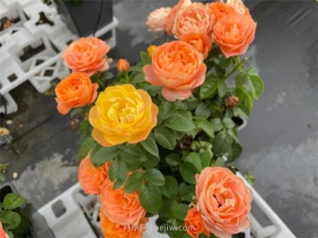 月季突然换了脸？不用担心，是芽变啦！