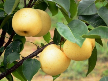 梨农结盟 南阳博望黄金梨有机品牌越擦越亮