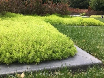 金叶佛甲草的生长习性和应用场景