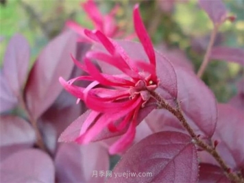 园林景观中的12个红叶苗木有哪些？