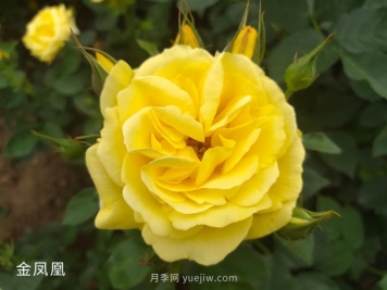 金凤凰，绿化工程选择黄色大花月季