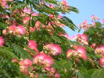 合欢树是不是优美易种的园林绿化树种？