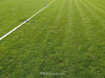 盛夏草坪病害之腐霉枯萎病防治