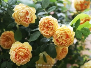 高温天气，该如何给月季植物保持水分？