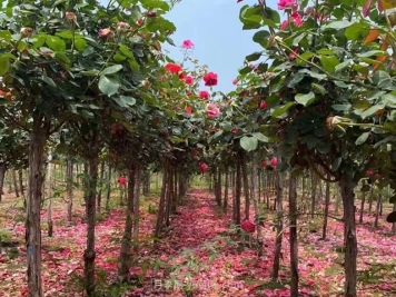 2021年下半年，哪些苗木树木行情较好？