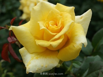 养花的十大好处，爱花的你一定要看！