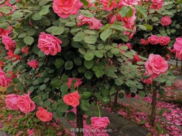 假植苗种植这些方面要谨记