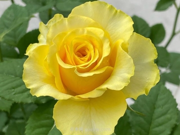 需要满足这些条件，苗圃里的苗才能上工程！