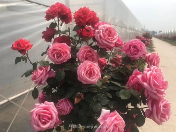 夏季月季大棚的降温方法