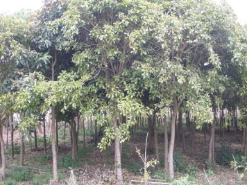 红皮榕怎么种植及病虫害的防治方法